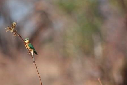 Drops of Summer - January News - by Mike Rae