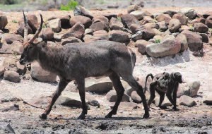 OPPOSITE DIRECTIONS.