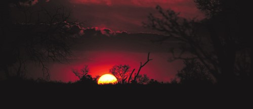 Madikwe Magic
