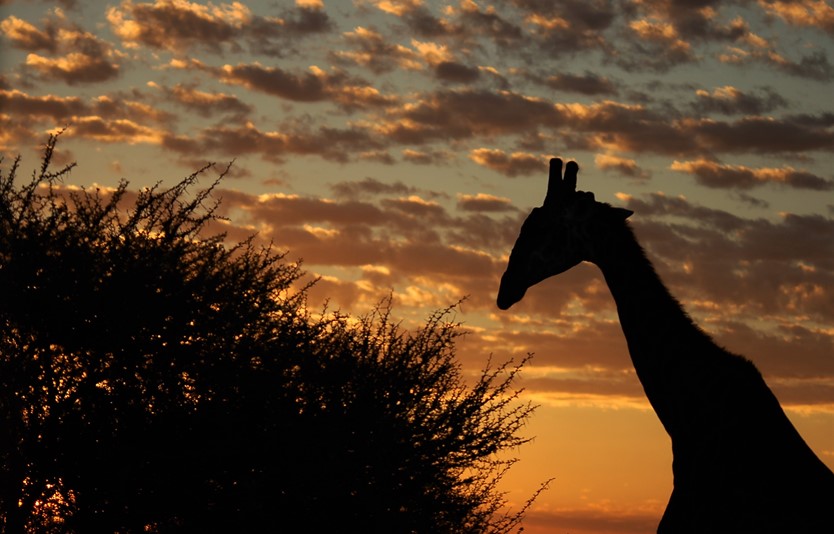 Sunset Giraffe  Giraffe Mike Rae