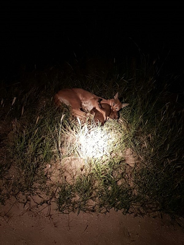 Caracal on the Rock Hyrax