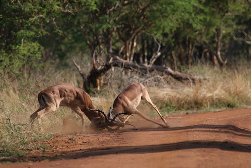 May in the bush