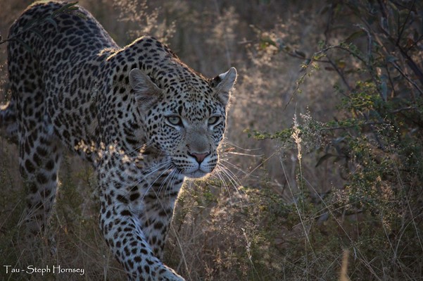 Leopard stalking Something caught the Leopard's eye...