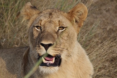 Lioness basking Profile shot of lioness basking in the sun.