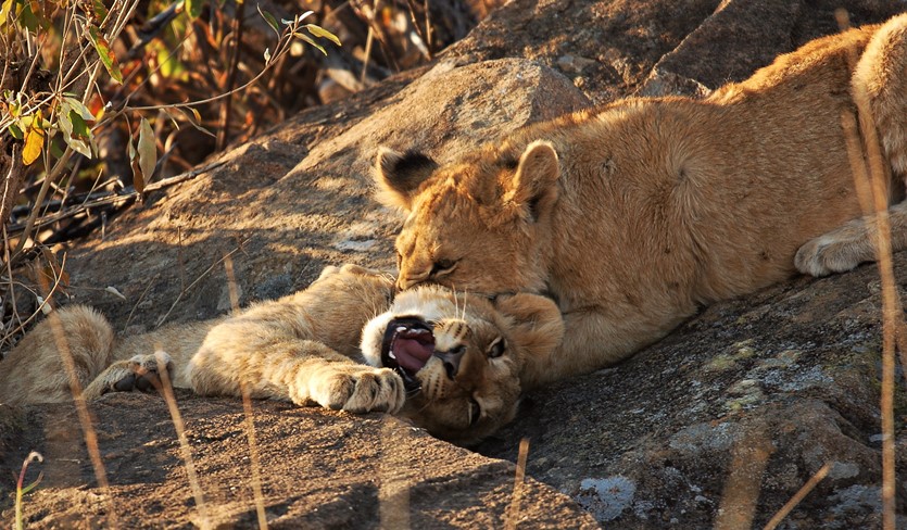 Lions & Cubs Lions & Cubs By Mike Rae
