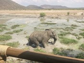 Tau Game Lodge Luxury Facilities Big Five Elephant