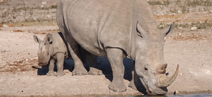 Tau Game Lodge Wildlife