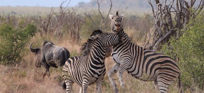 Zebras Sparring Tau Big 5 Game Viewing