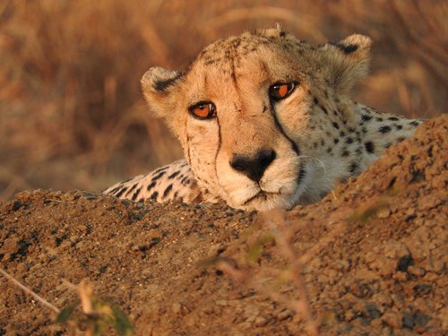 Five reasons why you should visit Madikwe Game Reserve