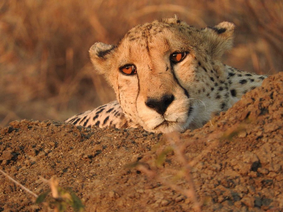 Five reasons why you should visit Madikwe Game Reserve